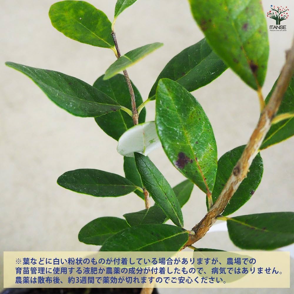 フェイジョア　クーリッジ　/427 楽天市場】【選べる現品発送】フェイジョア クーリッジ 苗木 7